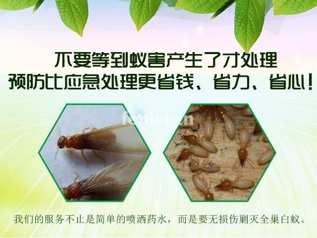 三亚商场杀白蚁
