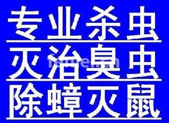 三亚消灭白蚁(三亚白蚂蚁防治所)